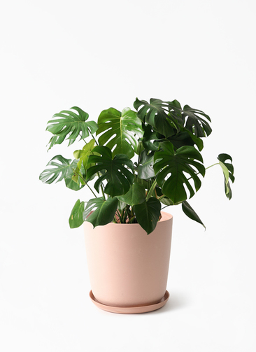 観葉植物 モンステラ 8号 ボサ造り エステリ ピンク 付き | 観葉植物