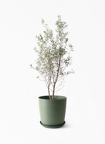 観葉植物 オリーブの木 10号 チプレッシーノ エステリ グリーン 付き