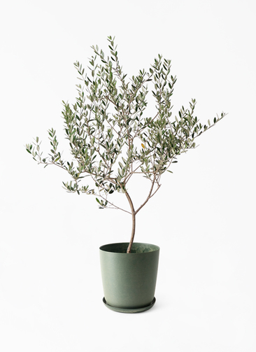 olive-manzanillo-427_1.jpg?