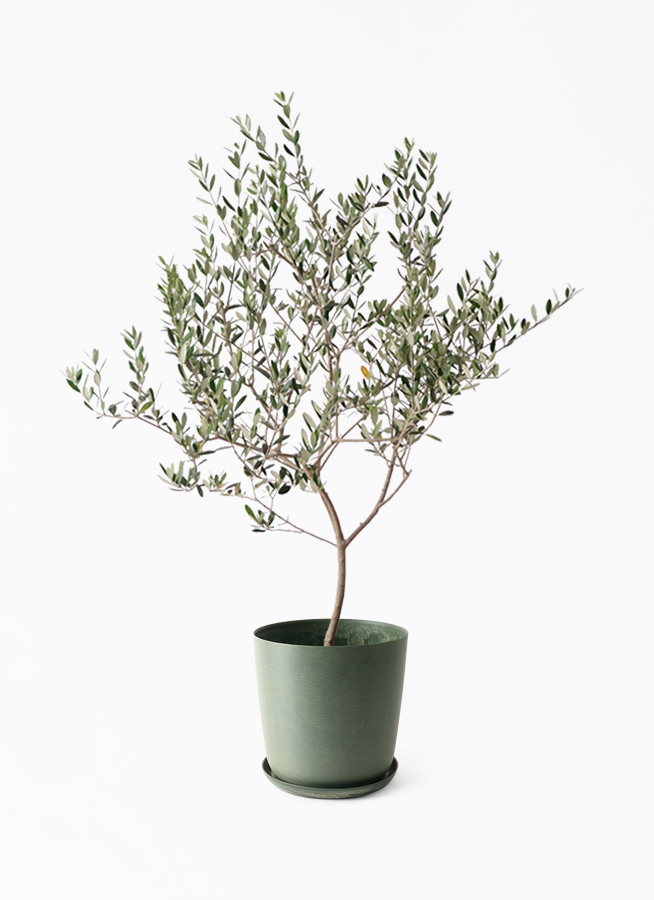 olive-manzanillo-427_1.jpg?