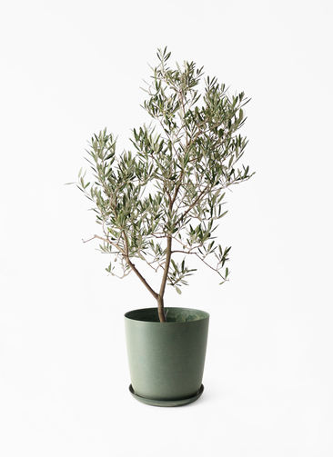 さっちゃん オリーブの木 デルモロッコ ブラックイタリアン 観葉植物 オリーブの木 8号 デルモロッコ エステリ グリーン