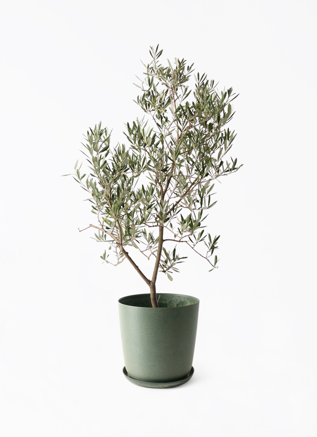 観葉植物 オリーブの木 8号 デルモロッコ エステリ グリーン