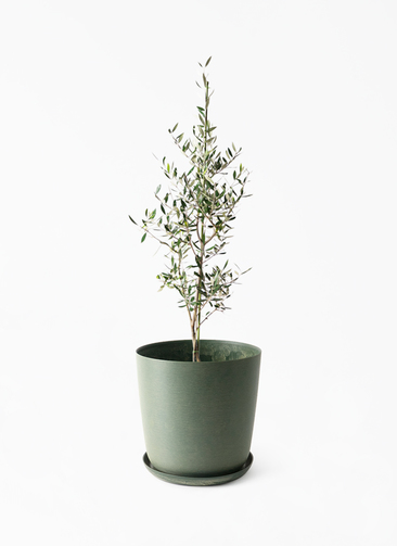 観葉植物 オリーブの木 8号 コロネイキ エステリ グリーン 付き