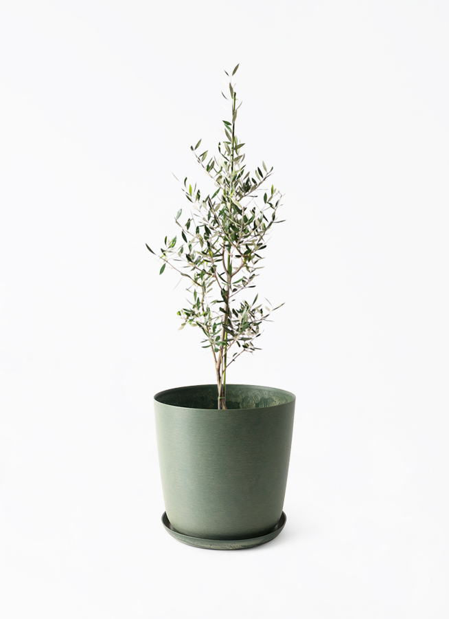 オリーブの木　コロネイキ　8号　約100cm　NO.571　一点物 観葉植物 オリーブ 8号 コロネイキ プラスチック鉢 | 観葉植物