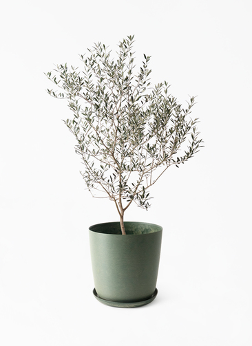 オリーブの木　カヨンヌ　若木 観葉植物 オリーブの木 8号 カヨンヌ ポリゴヘクサ 白 付き