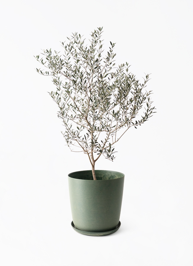 観葉植物 オリーブの木 8号 カヨンヌ エステリ グリーン 付き / 小倉園