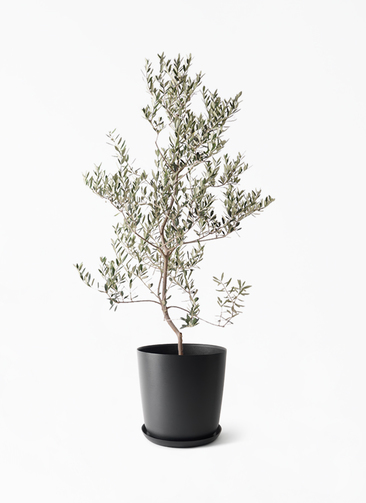 観葉植物 オリーブの木 10号 レッチーノ エステリ ブラック 付き