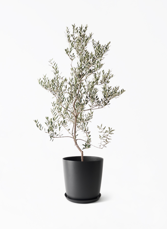 olive-leccino-112_1.jpg?1750992638