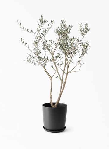 olive-manzanillo-422_1.jpg?