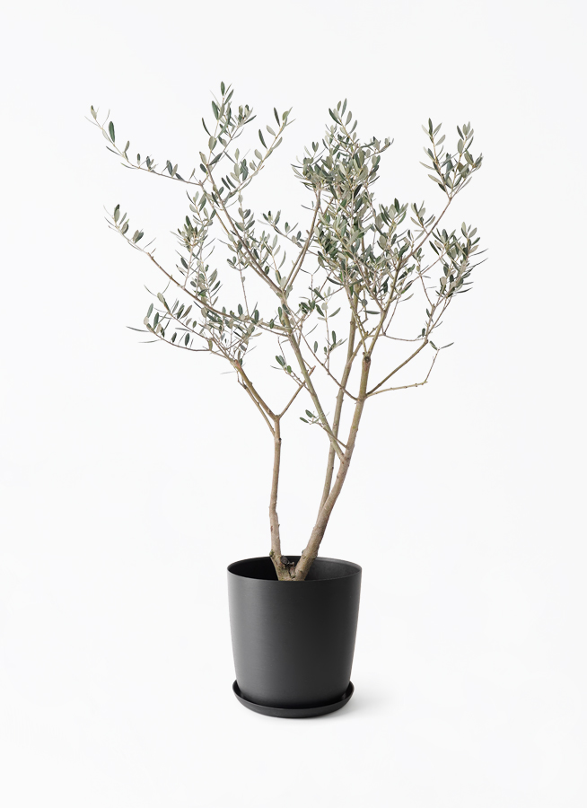 現品　創樹　オリーブの木　オリーブ　マンザニロ　8番　観葉植物　野外　インテリア 観葉植物 オリーブの木 8号 マンザニロ エステリ ブラック 付き | 観葉