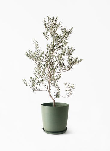 olive-leccino-116_1.jpg?1750992662