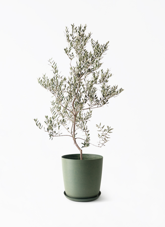 観葉植物 オリーブの木 10号 レッチーノ エステリ グリーン 付き