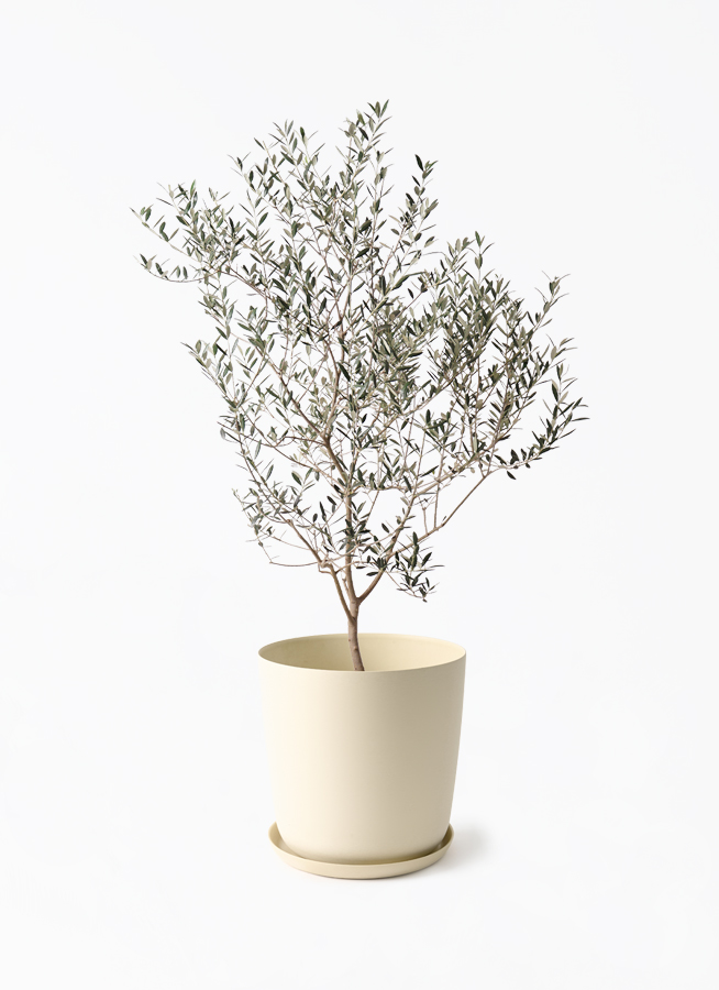 1 希少　オリーブの木　カヨンヌ 観葉植物 オリーブの木 8号 カヨンヌ エステリ ベージュ 付き / 小倉園