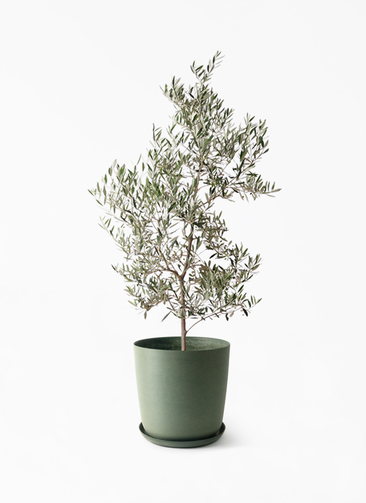 観葉植物 オリーブの木 10号 ピクアル エステリ グリーン 付き / 小倉