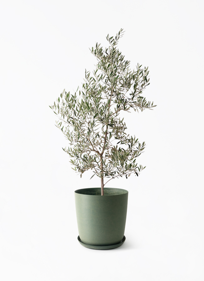 オリーブの木　ピクアル　10号　約160cm　K-361　人気品種　現品掲載 観葉植物 オリーブの木 10号 ピクアル エステリ グリーン 付き / 小倉