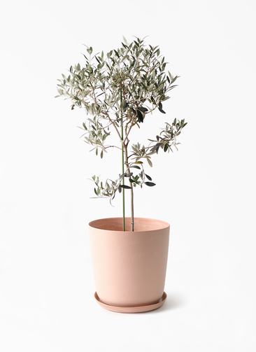 観葉植物 オリーブの木 8号 ワンセブンセブン エステリ ピンク 付き