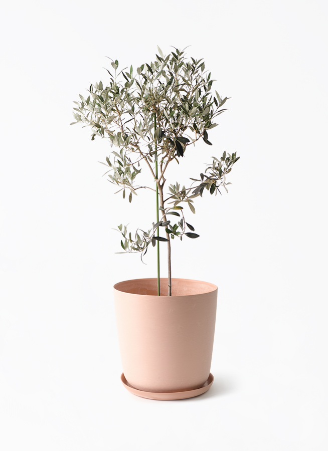 観葉植物 オリーブの木 8号 ワンセブンセブン エステリ ピンク 付き