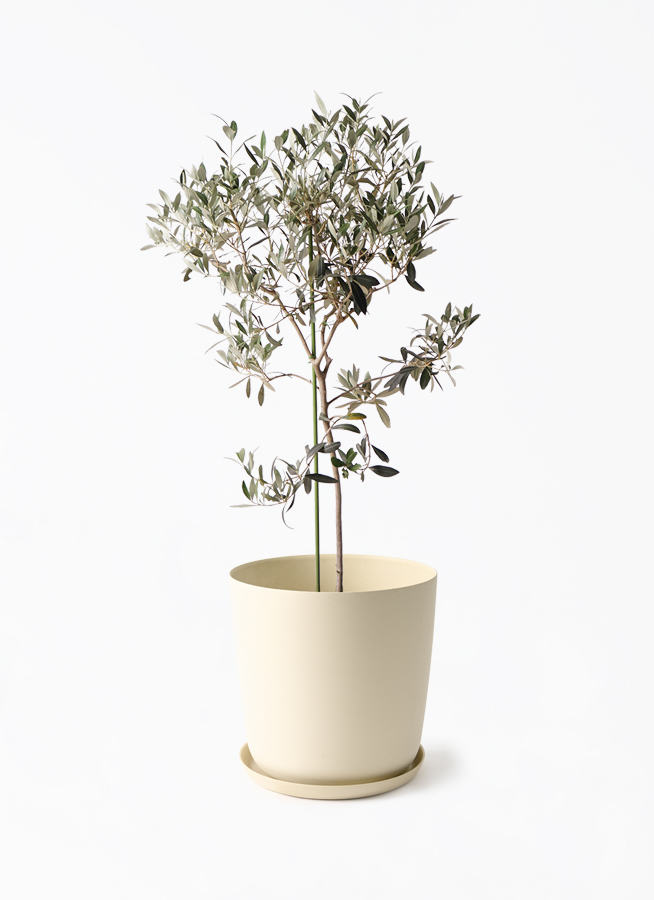 観葉植物 オリーブの木 8号 ワンセブンセブン エステリ ベージュ 付き