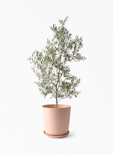 観葉植物 オリーブの木 10号 ピクアル エステリ ピンク 付き / 小倉園