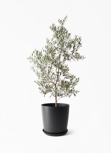 観葉植物 オリーブの木 10号 ピクアル エステリ ブラック 付き / 小倉
