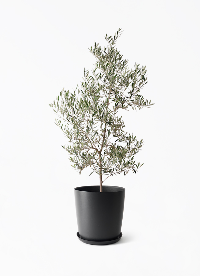オリーブの木　ピクアル　10号　約135cm　NO.922　人気品種　現品掲載 観葉植物 オリーブの木 10号 ピクアル プラスチック鉢 / 小倉園 | 観葉