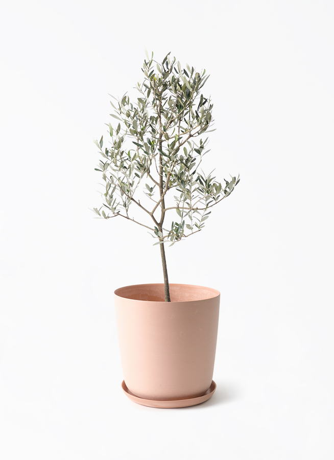 観葉植物 オリーブの木 8号 ミッション エステリ ピンク 付き 観葉植物 オリーブの木 8号 ミッション エステリ ピンク 付き