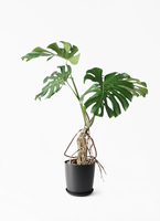 monstera-neagari-318_1.jpg?