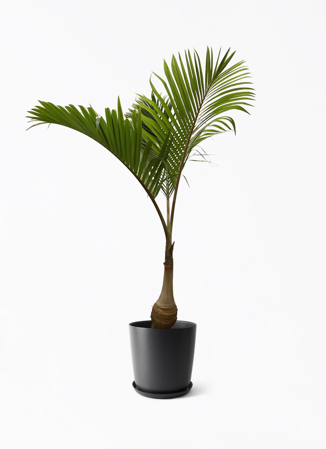 トックリヤシ。観葉植物。鉢ごと無料で発送致します。 parmtree-124_1.jpg?1750993423
