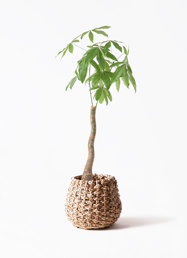 観葉植物 パキラ 8号 曲り リブバスケット Natural 付き | 観葉植物