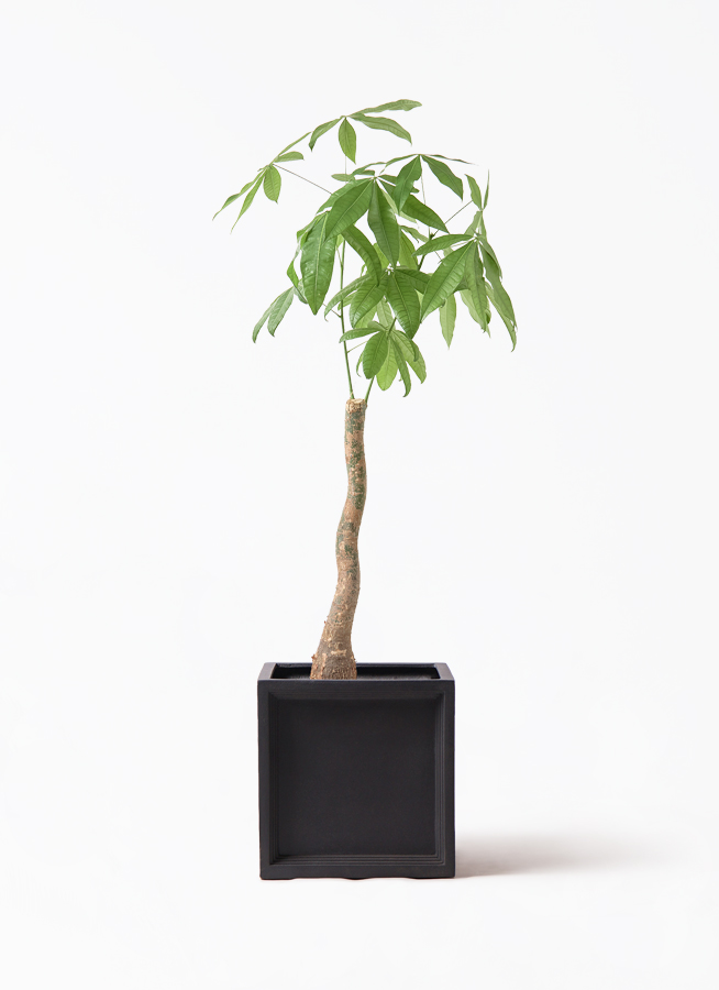 パキラ 曲がり | 観葉植物通販HitoHana(ひとはな) パキラ 曲がり | 観葉植物通販HitoHana(ひとはな)