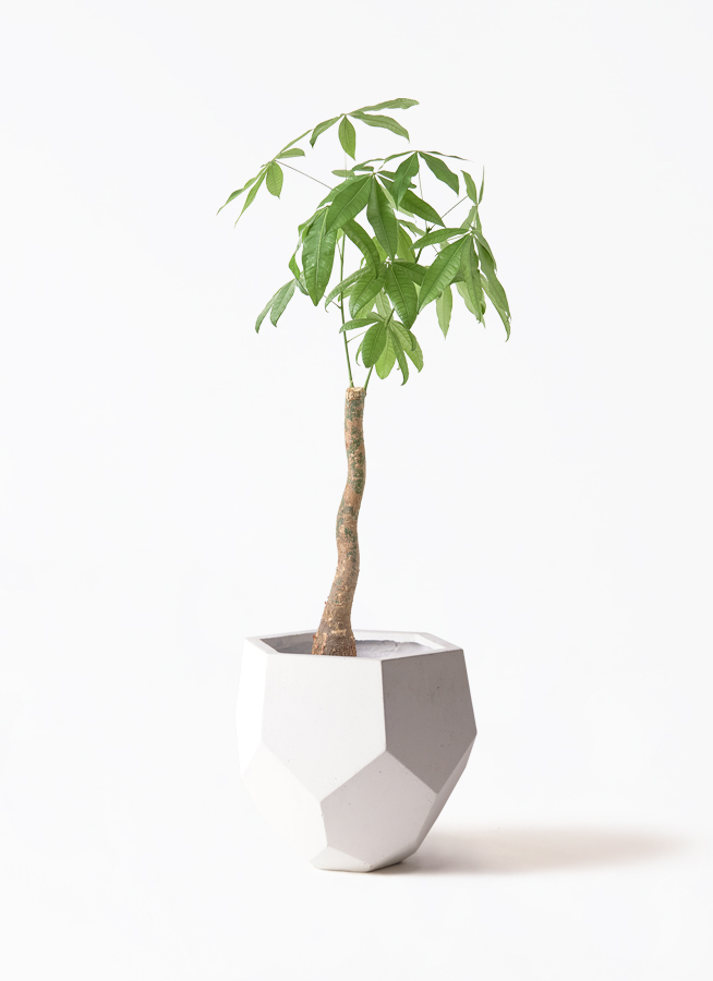 パキラ♪ パキラ 8号鉢 観葉植物 本物