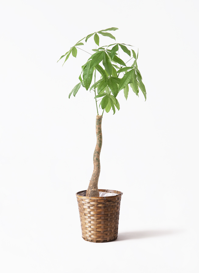 パキラ♪ 観葉植物 パキラ 8号 曲り プラスチック鉢 | 観葉植物なら