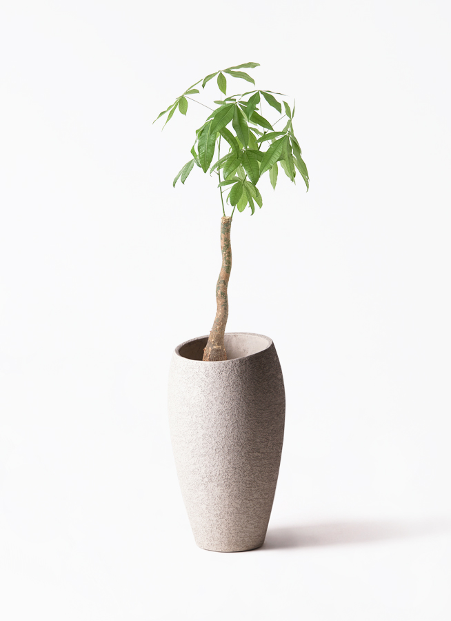 パキラ 観葉植物 パキラ 8号 曲り バスク キューブ 付き | 観葉植物なら