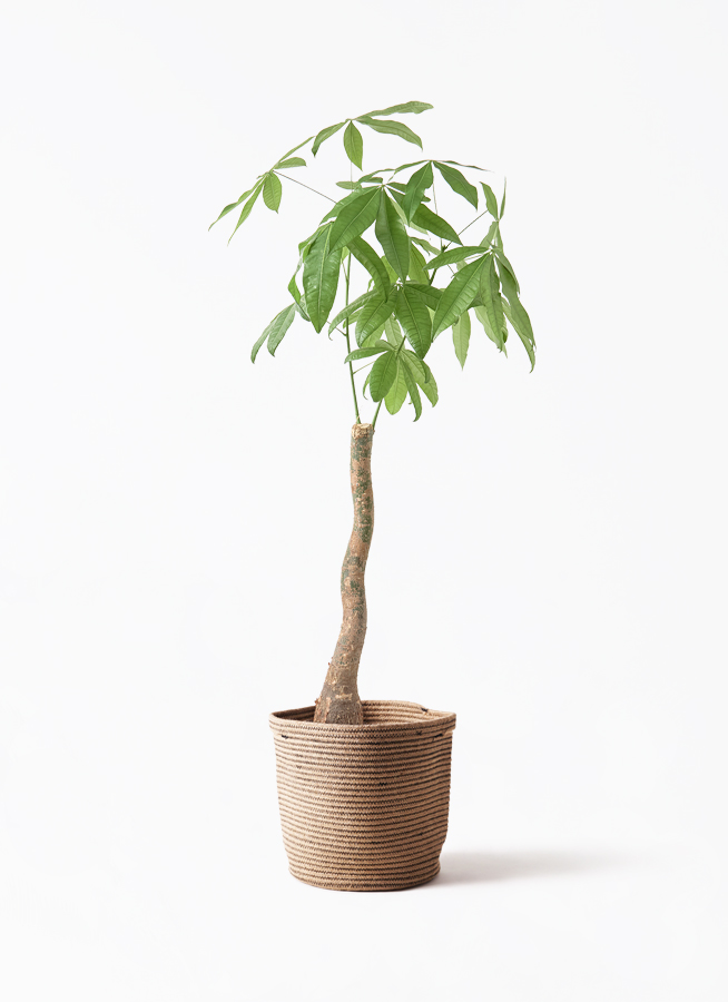 パキラ♪ 観葉植物 パキラ 8号 曲り プラスチック鉢 | 観葉植物なら