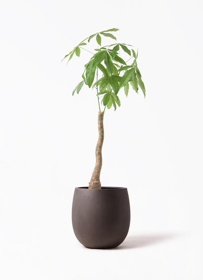 パキラ 曲がり | 観葉植物通販HitoHana(ひとはな)