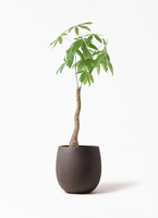 その他観葉植物 Nao ds588522.jpg