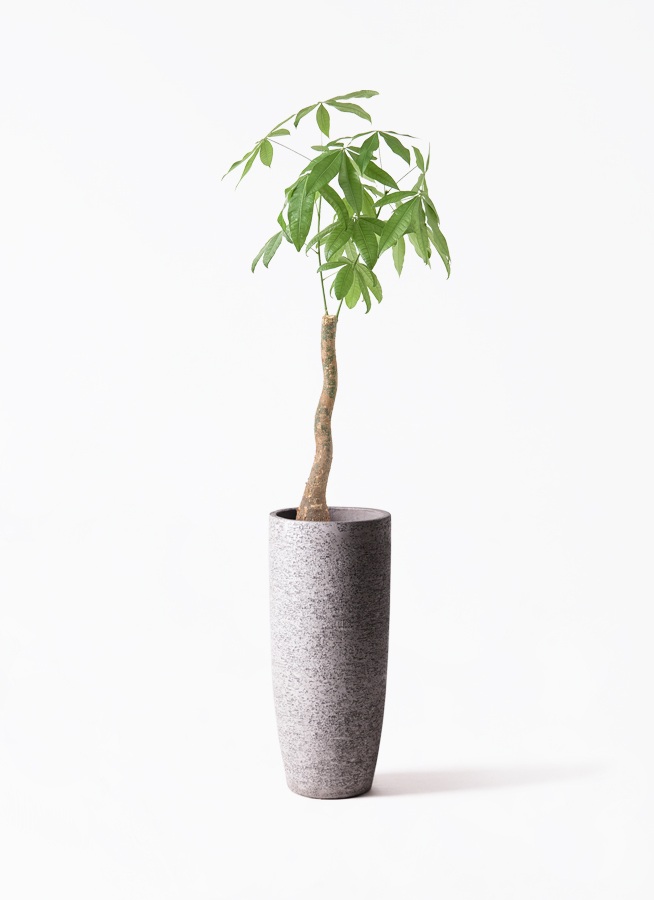 その他観葉植物 Latte 観葉植物 パキラ 8号 曲り ライム ドゥオ ユーポット＆ソーサー