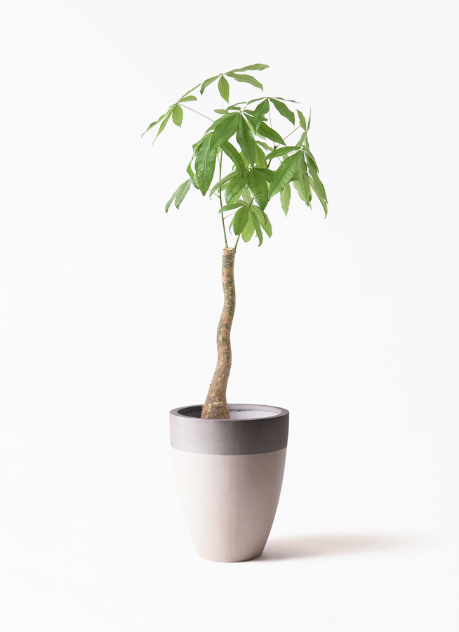 バラの植物画 シルバーフレーム付き ルドゥーテ バラ図譜 ロサ スルフレア 壁掛けアート ボタニカル