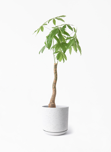その他観葉植物 tomirio 楽天市場】観葉植物【パキラ ガジュマル サンスベリア