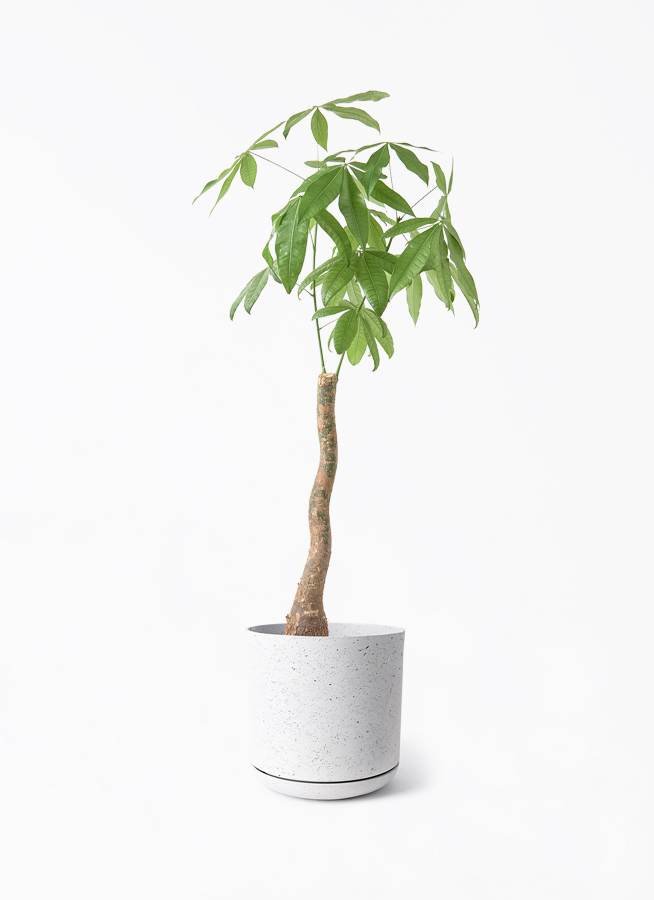 その他観葉植物 tomirio Tomirio san´s order 観葉植物