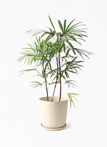 観葉植物 シュロチク（棕櫚竹） 8号 エステリ ベージュ 付き | 観葉