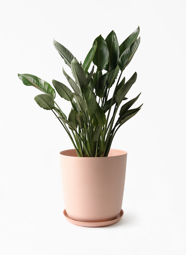 strelitzia-reginae-259_1.jpg?