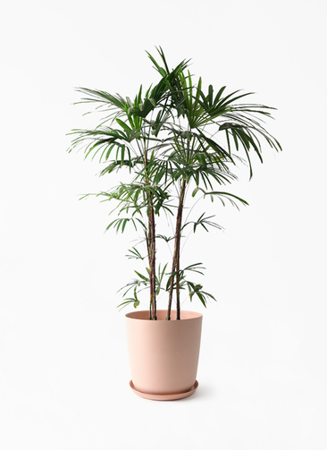 観葉植物 シュロチク（棕櫚竹） 10号 エステリ ピンク 付き | 観葉植物