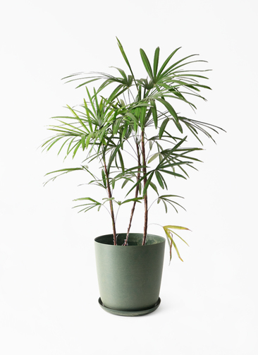 観葉植物 シュロチク（棕櫚竹） 8号 エステリ グリーン 付き | 観葉 