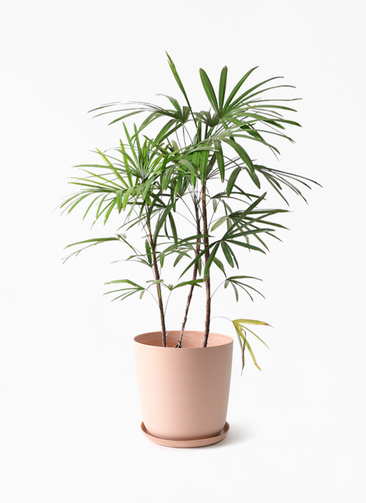 観葉植物 シュロチク（棕櫚竹） 8号 エステリ ピンク 付き | 観葉植物