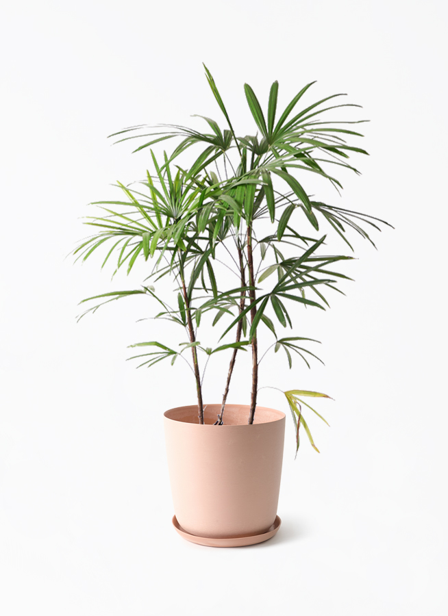 観葉植物 シュロチク（棕櫚竹） 8号 エステリ ピンク 付き | 観葉植物