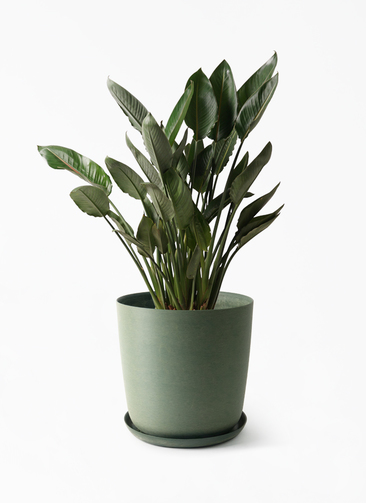 strelitzia-reginae-258_1.jpg?