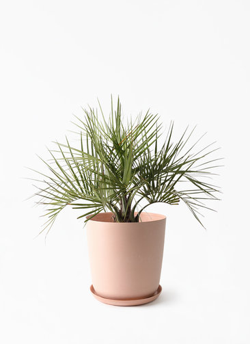 yatay-palm-127_1.jpg?1750994599