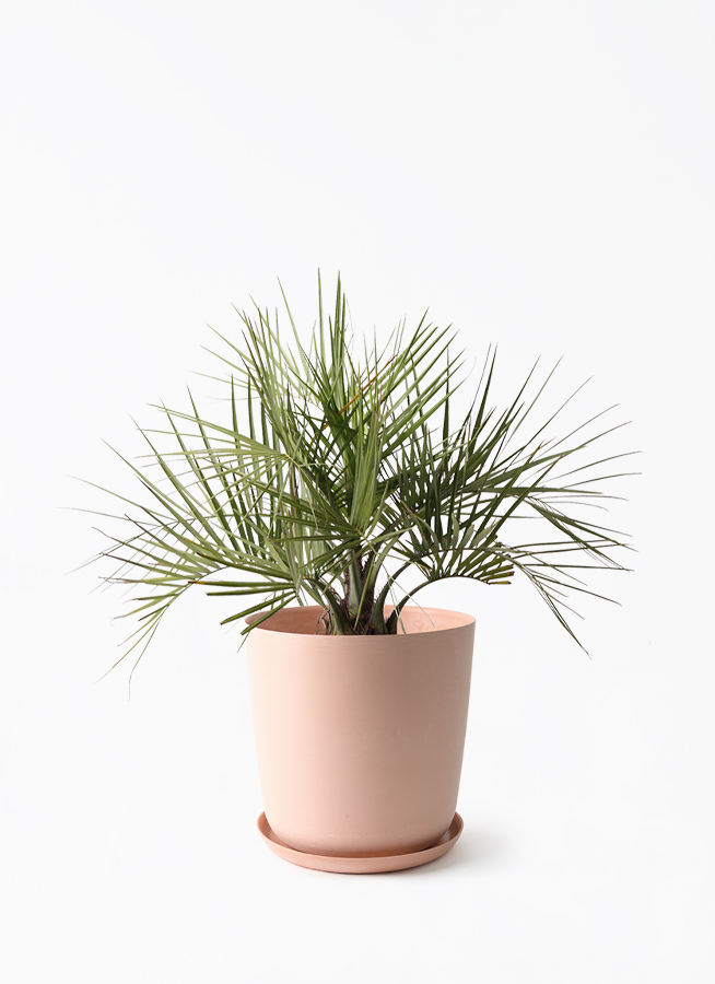 観葉植物 ココスヤシ (ヤタイヤシ) 10号 エステリ ピンク 付き | 観葉