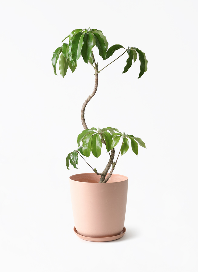 tupidanthus-magari-158_1.jpg?